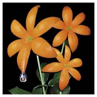  [Audio CD] ORANGE RANGE