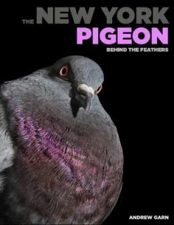 šThe New York Pigeon: Behind the Feathers