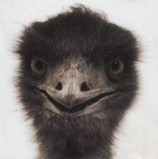 šĻ