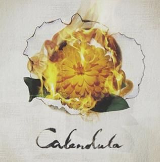 šCalendula - a crowd of rebellion