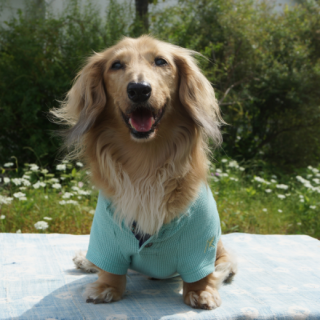 <img class='new_mark_img1' src='https://img.shop-pro.jp/img/new/icons15.gif' style='border:none;display:inline;margin:0px;padding:0px;width:auto;' />Summer Breezeڥåե륵ޥ