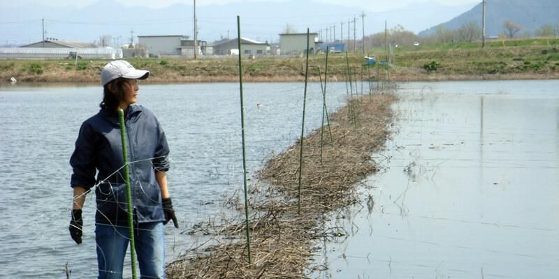 大島 テグス作業中