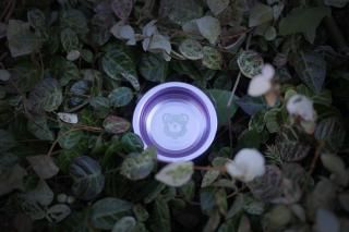 hydrangea アキレギア ヨーヨー Aquilegia - Hydrangea ┃Yo-yo