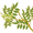 ܥ