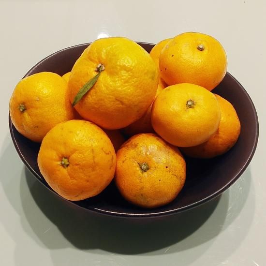 家庭用】 和歌山県産 有田みかん 極早生みかん 10kg | 有田 家庭用】 和歌山県産 有田みかん 極早生みかん 10kg | 有田