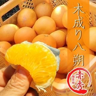 家庭用】 和歌山県産 木成り八朔 5kg | 有田みかん 和歌直(わか 家庭用】 和歌山県産 木成り八朔 5kg | 有田みかん 和歌直(わか