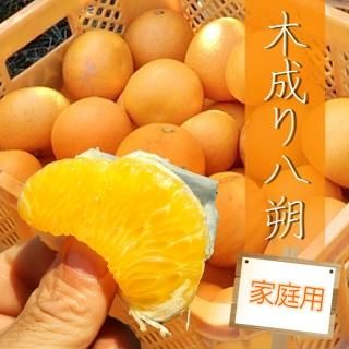 贈答用】 和歌山県産 木成り八朔 5kg | 有田みかん 和歌直(わか 贈答用】 和歌山県産 木成り八朔 5kg | 有田みかん 和歌直(わか