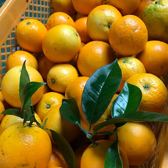 和歌山県産バレンシアオレンジ