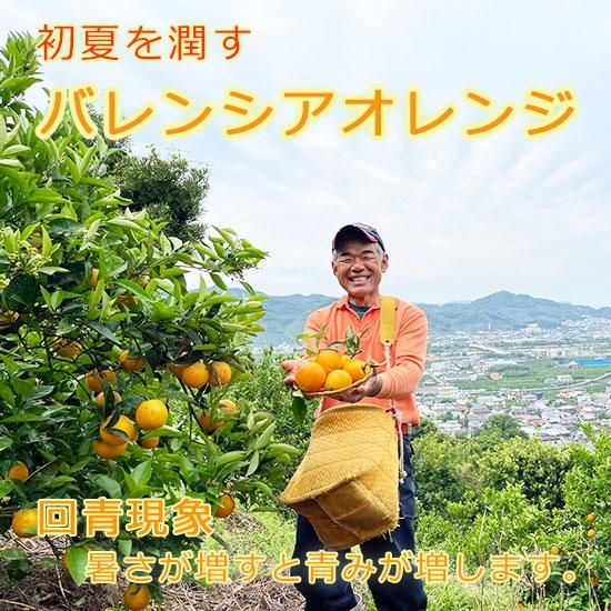 2箱セット　国産バレンシアオレンジ  L 5kg 送料無料　和歌山県産有田みかん 家庭用】 和歌山県産 バレンシアオレンジ5kg | 有田みかん 和歌