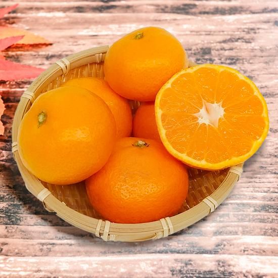 贈答用】 和歌山県産 有田みかん 早生みかん 5kg | 有田みかん 贈答用】 和歌山県産 有田みかん 早生みかん 5kg | 有田みかん