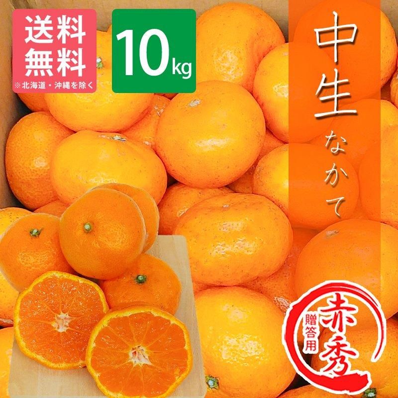 贈答用】 和歌山県産 有田みかん 中生みかん 10kg | 有田みかん 贈答用】 和歌山県産 有田みかん 中生みかん 10kg | 有田みかん