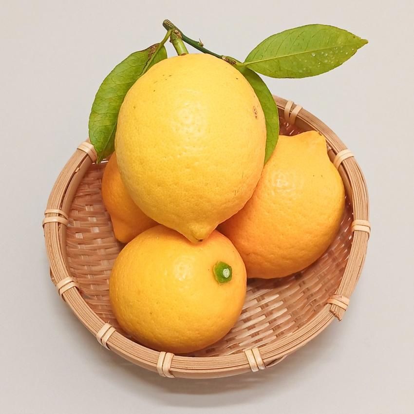 和歌山県有田市産 レモン 1kg | 有田みかん 和歌直(わかちょく) 和歌山県有田市産 レモン 1kg | 有田みかん 和歌直(わかちょく)