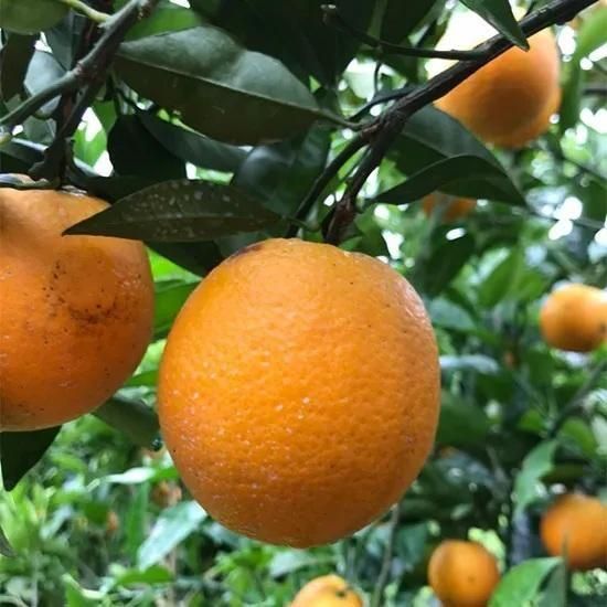 2箱セット　国産バレンシアオレンジ  L 5kg 送料無料　和歌山県産有田みかん 家庭用】 和歌山県産 バレンシアオレンジ2.5kg | 有田みかん