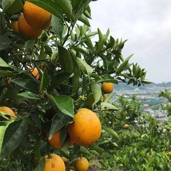 2箱セット　国産バレンシアオレンジ  L 5kg 送料無料　和歌山県産有田みかん 家庭用】 和歌山県産 バレンシアオレンジ2.5kg | 有田みかん