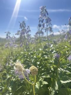 夏至、その他限定エッセンス - trois incense shop