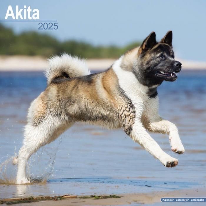 Avonside 秋田犬 スマイルドッグ アメリカ直輸入犬用品専門店