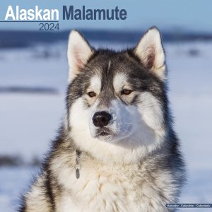 Avonside アラスカンマラミュート カレンダー Alaskan Malamutes