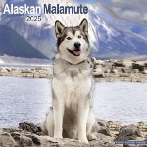 Avonside 饹ޥߥ塼  Alaskan Malamutes