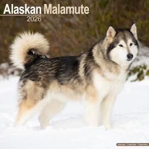 Avonside 饹ޥߥ塼  Alaskan Malamutes