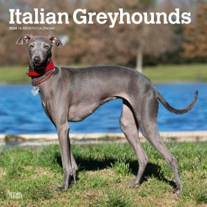 Browntrout ꥢ󥰥쥤ϥ Italian Greyhound