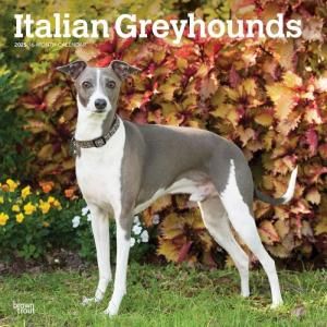 Browntrout ꥢ󥰥쥤ϥ Italian Greyhound