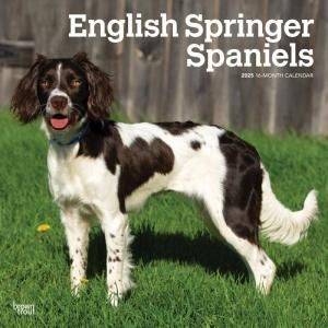 イングリッシュスプリンガースパニエル スマイルドッグ アメリカ直輸入犬用品専門店 イングリッシュスプリンガースパニエル スマイルドッグ アメリカ直輸入犬用品専門店