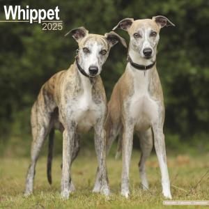 Avonside ڥå Whippet 