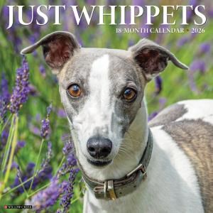 ウィペット - スマイルドッグ☆アメリカ直輸入犬用品専門店