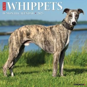 Willow Creek ڥå Whippet 