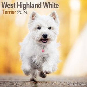 Avonside ȥϥɥۥ磻ȥƥꥢ---West Highland Terrier