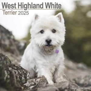 Avonside ȥϥɥۥ磻ȥƥꥢ---West Highland Terrier