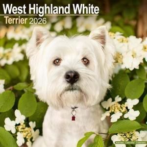 Avonside ウエストハイランドホワイトテリア カレンダー---West Highland Terrier