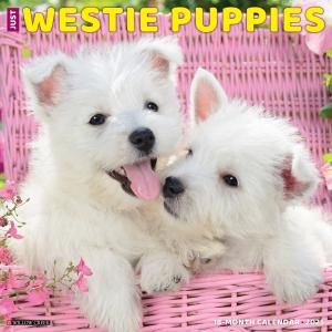 Willow Creek ƥѥԡ westie puppies 