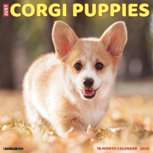 WillowCreekѥԡ---Just Corgi Puppies