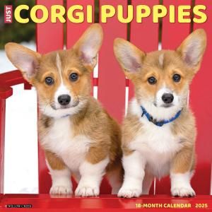 WillowCreekѥԡ ---Just Corgi Puppies
