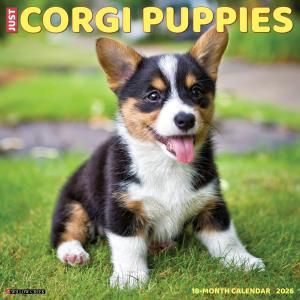 WillowCreekѥԡ ---Just Corgi Puppies