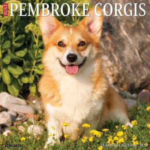 WillowCreekڥ֥---Just Pembroke Corgis