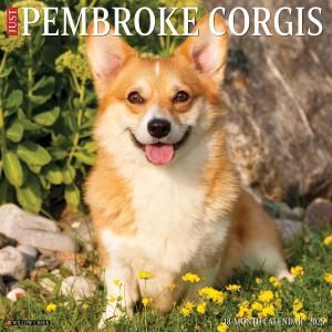 WillowCreekڥ֥ ---Just Pembroke Corgis