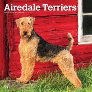 BrownTroutǡƥꥢ---AIREDALE TERRIERS