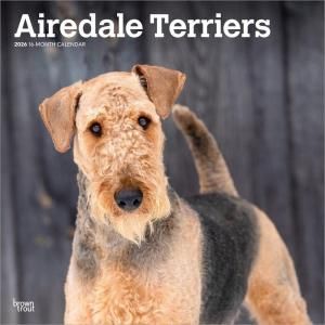 BrownTroutǡƥꥢ---AIREDALE TERRIERS