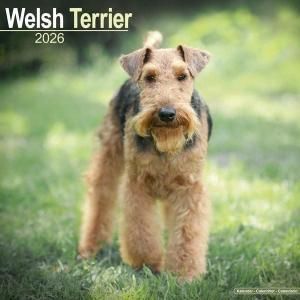 Avonsideǡƥꥢ ---AIREDALE