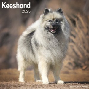 Avonsideۥ--Keeshond