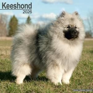Avonsideۥ Keeshond
