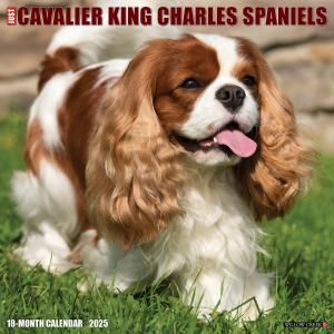 WillowCreekХꥢ󥰥㡼륺ѥ˥롡---Cavalier King Charles Spaniels