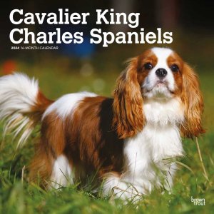 BrownTroutХꥢ󥰥㡼륺ѥ˥  Cavalier king charles spaniels