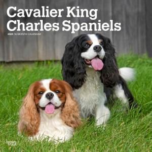 BrownTroutХꥢ󥰥㡼륺ѥ˥  Cavalier king charles spaniels