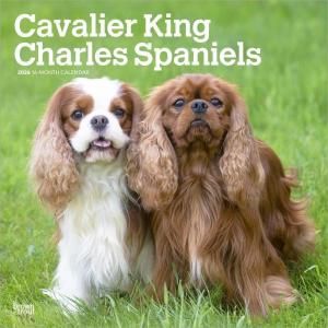 BrownTroutХꥢ󥰥㡼륺ѥ˥  Cavalier king charles spaniels