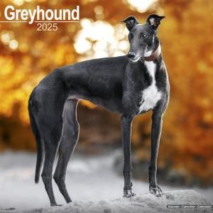 Avonside쥤ϥ ᤯ꥫGreyhound