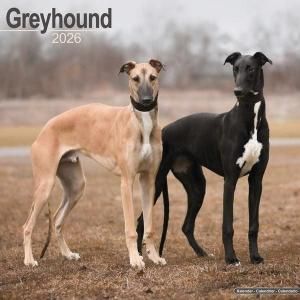 Avonside グレイハウンド 月めくりカレンダー Greyhound