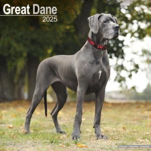 Avonside 졼ȥǡ great dane ᤯ꥫ
